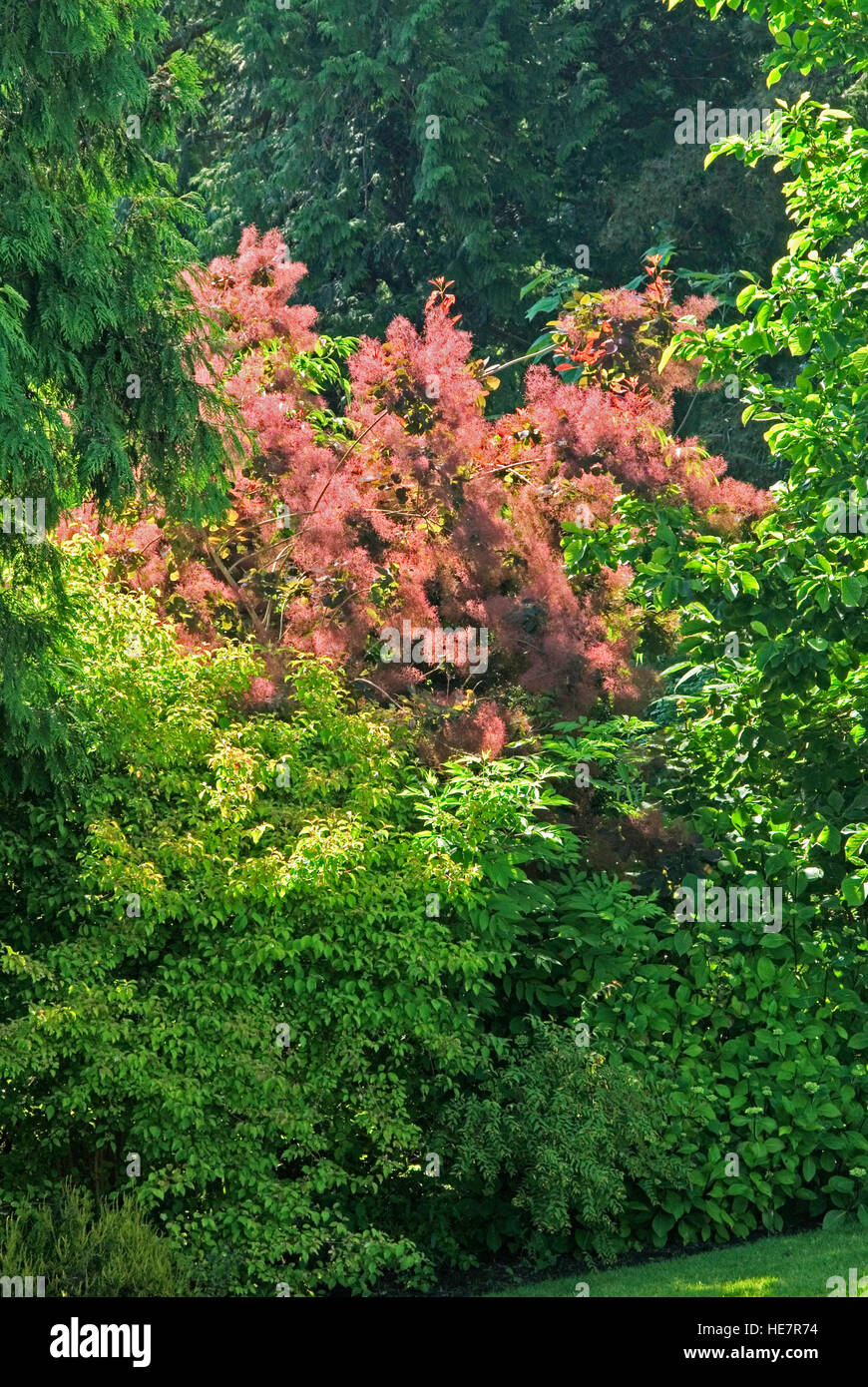 Cotinus coggrygria, fumée, bush, violet Banque D'Images