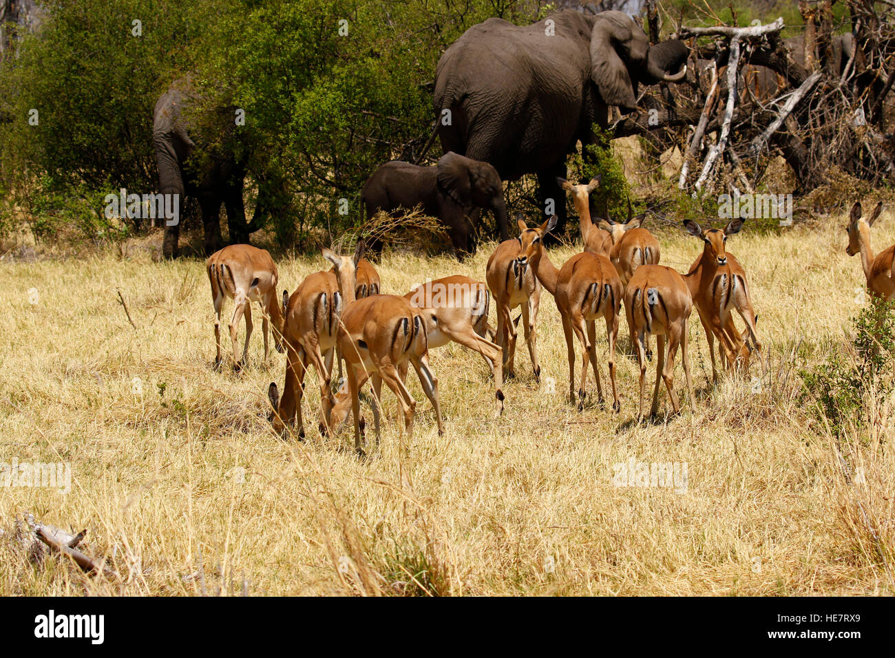 Impala, l'un des plus beaux de l'Afrique de l'antilope, la plupart peu dainty errent près de l'eau avec d'autres animaux sauvages Banque D'Images