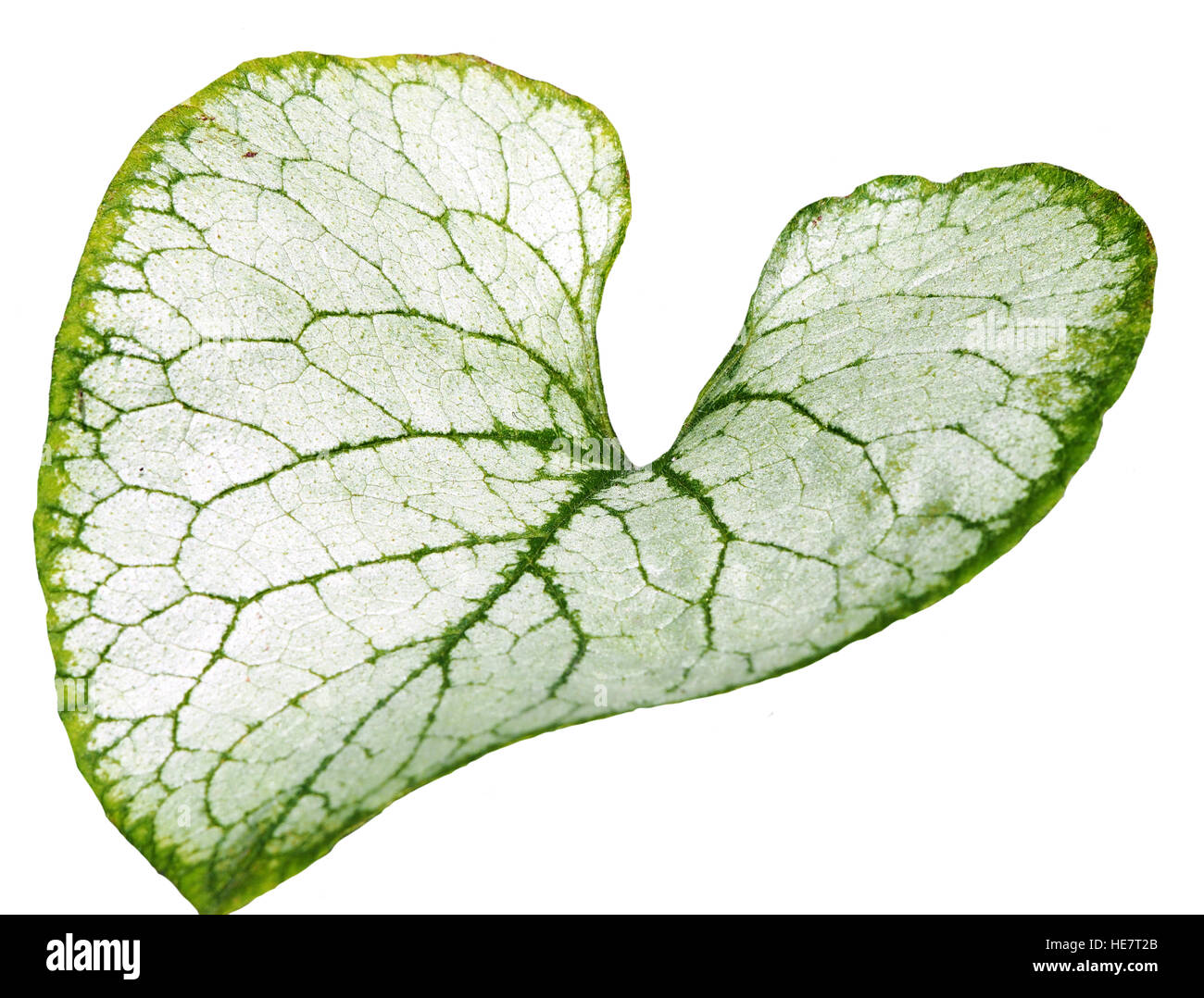 Brunnera macrophylla 'Looking Glass' argent et vert feuille, Vipérine commune de Sibérie isolé sur fond blanc Banque D'Images