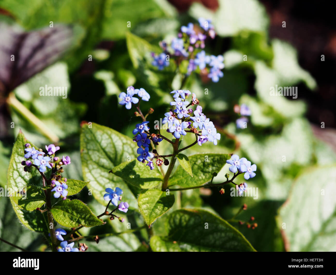Brunnera macrophylla 'Jack Frost' - Vipérine commune de Sibérie Banque D'Images
