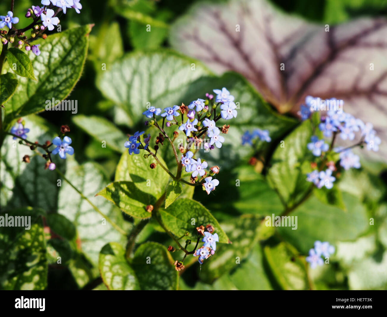 Brunnera macrophylla 'Jack Frost' - Vipérine commune de Sibérie Banque D'Images