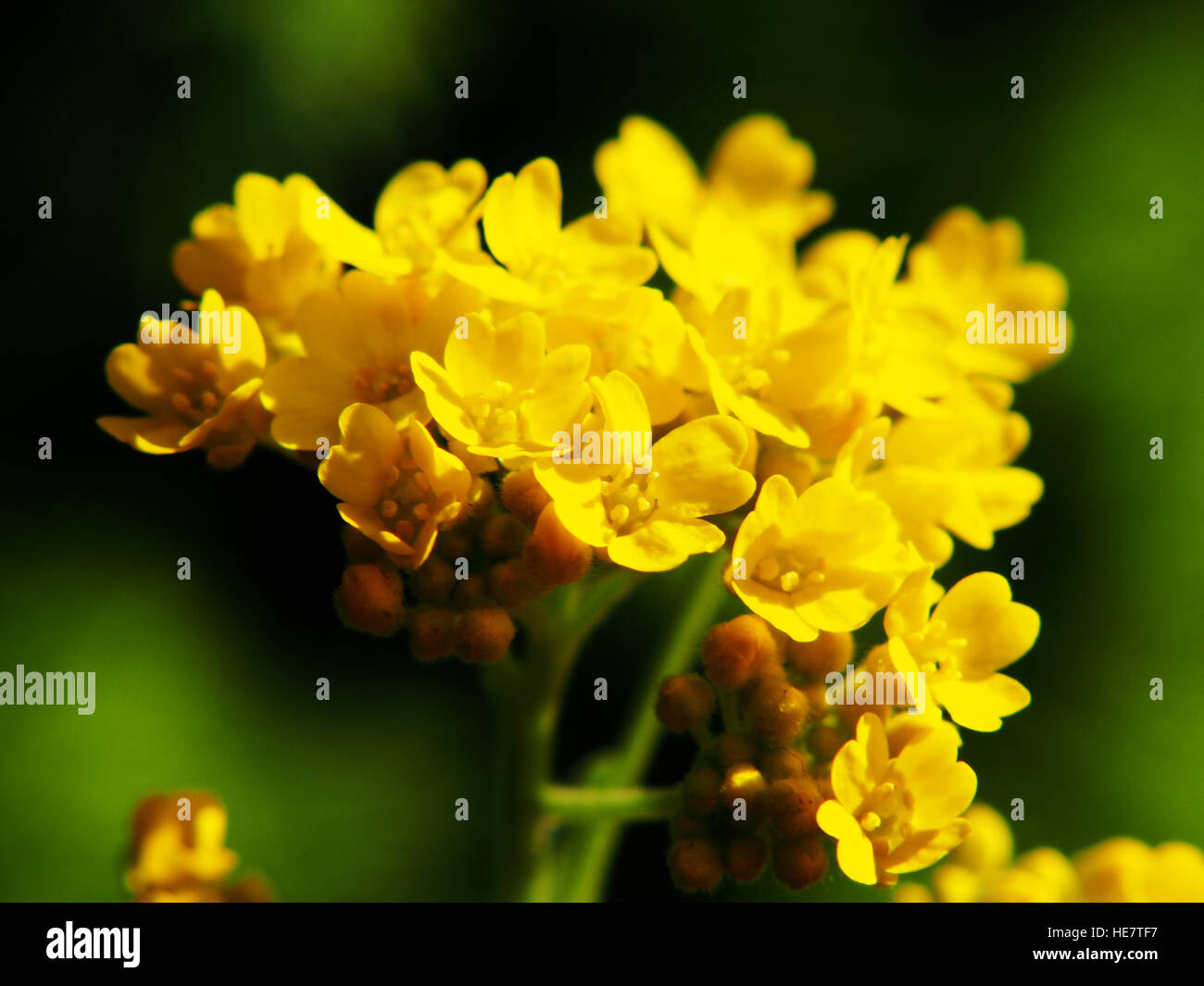 Autinia saxatilis - Alyssum saxatile - Panier de dieu Madwort Goldentuft Rock - - - libre Banque D'Images