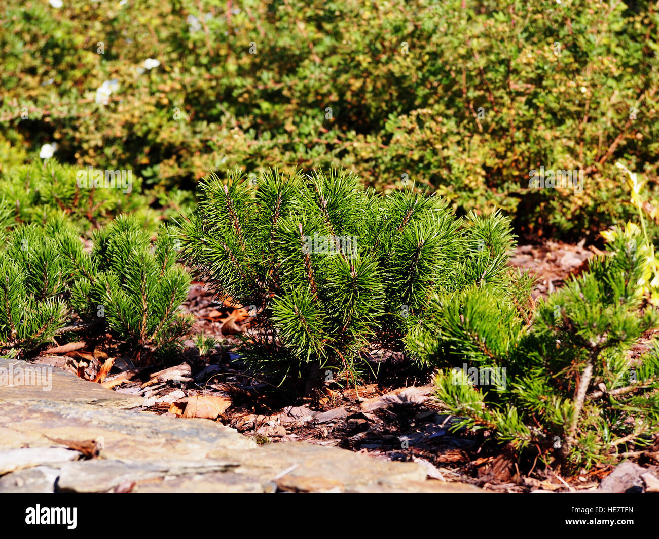 Pinus mugo var. pumilio Banque D'Images