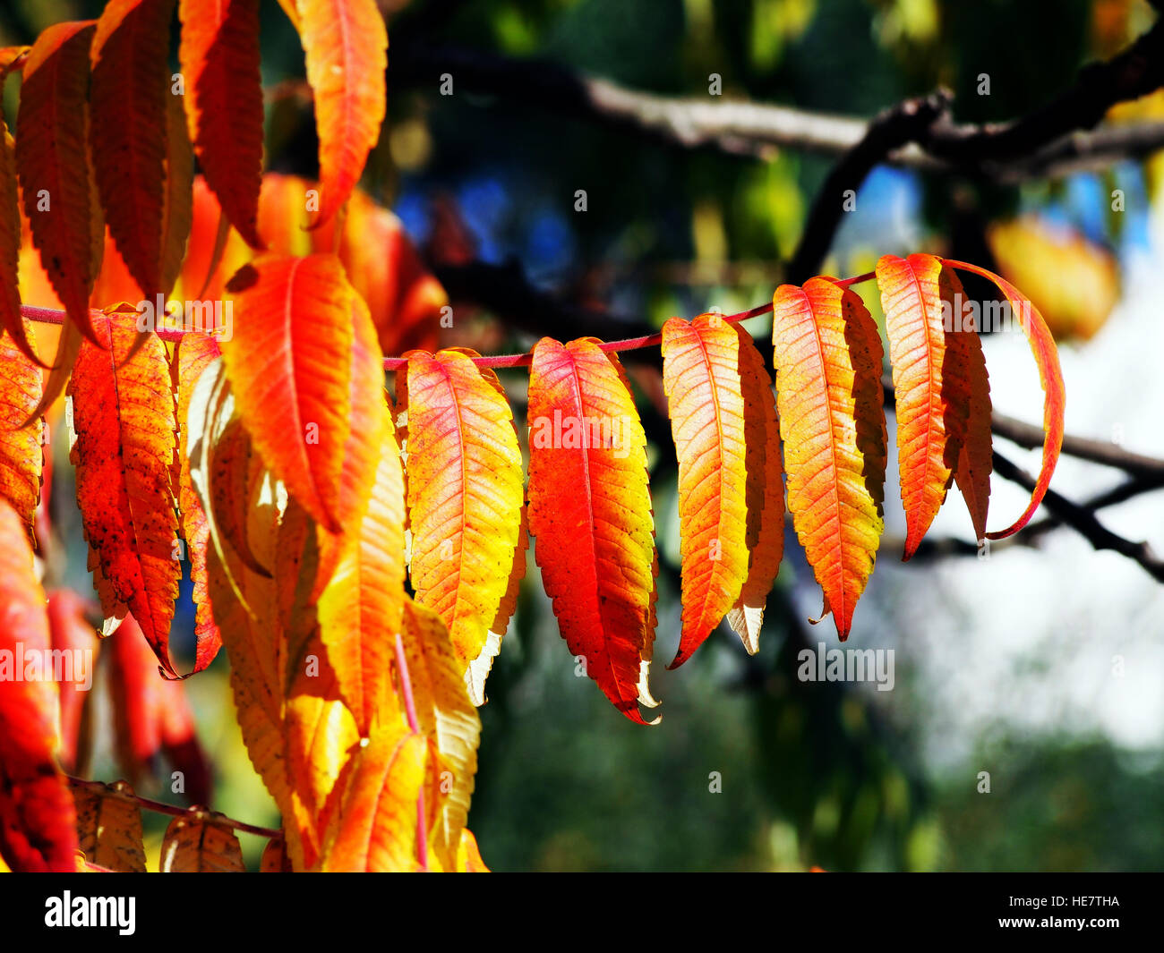 Rhus typhina syn. R. hirta - Vinaigrier Banque D'Images