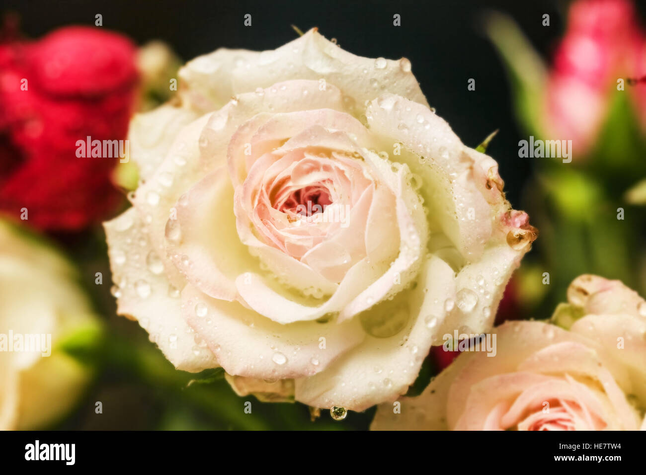 Rose rose délicat avec de l'eau gouttes pour les moments romantiques Banque D'Images