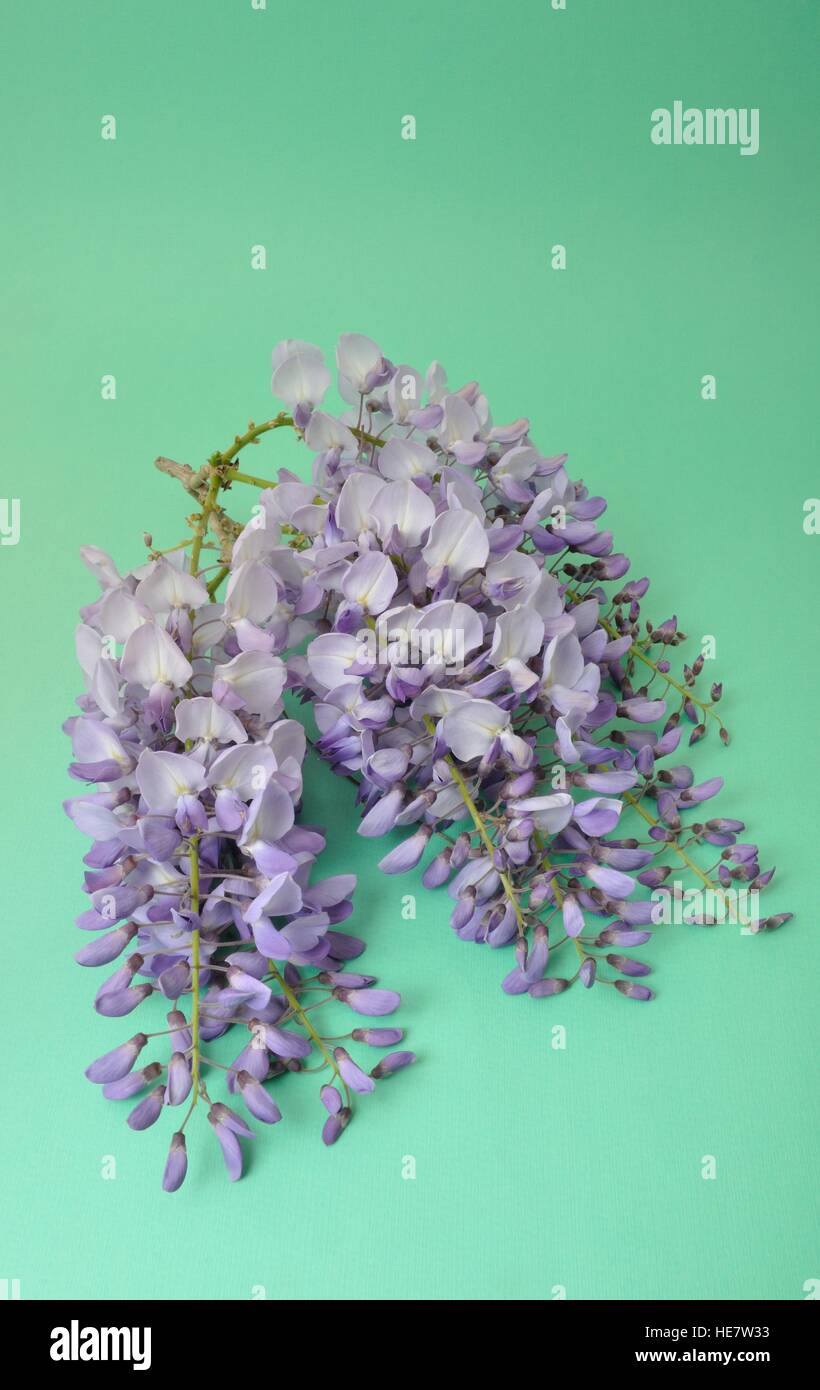 Glycine Banque D'Images