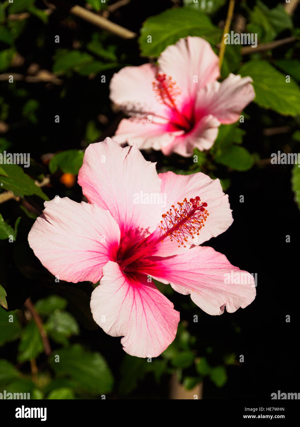 La Chine a augmenté dans la région de Jardin Sitio litre à Puerto de la Cruz sur Ténérife Banque D'Images