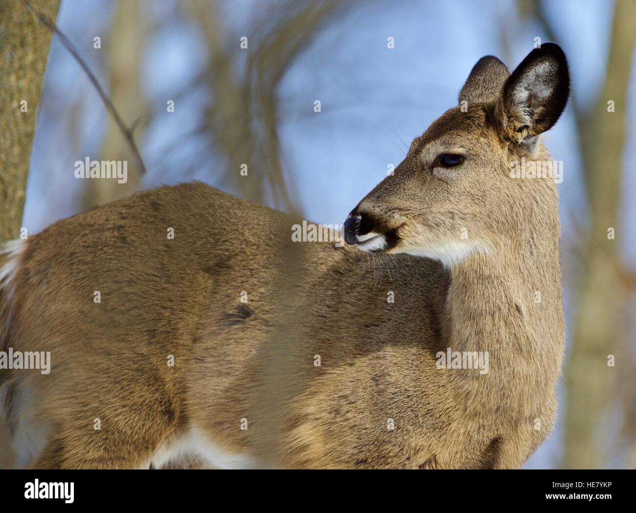 Belle isolé photo de cerfs dans la forêt Banque D'Images