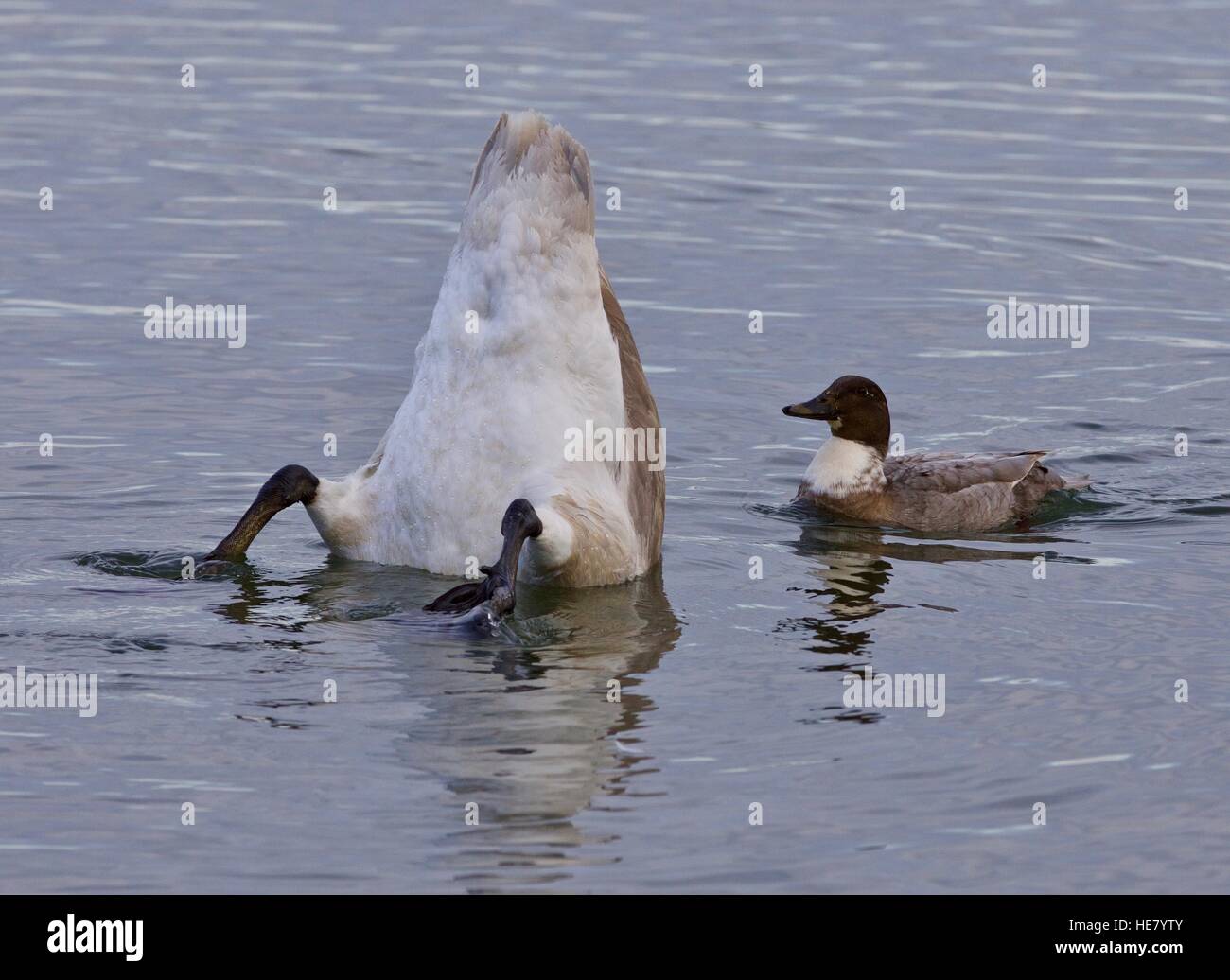 Isolé photo d'un cygne et un canard fou Banque D'Images