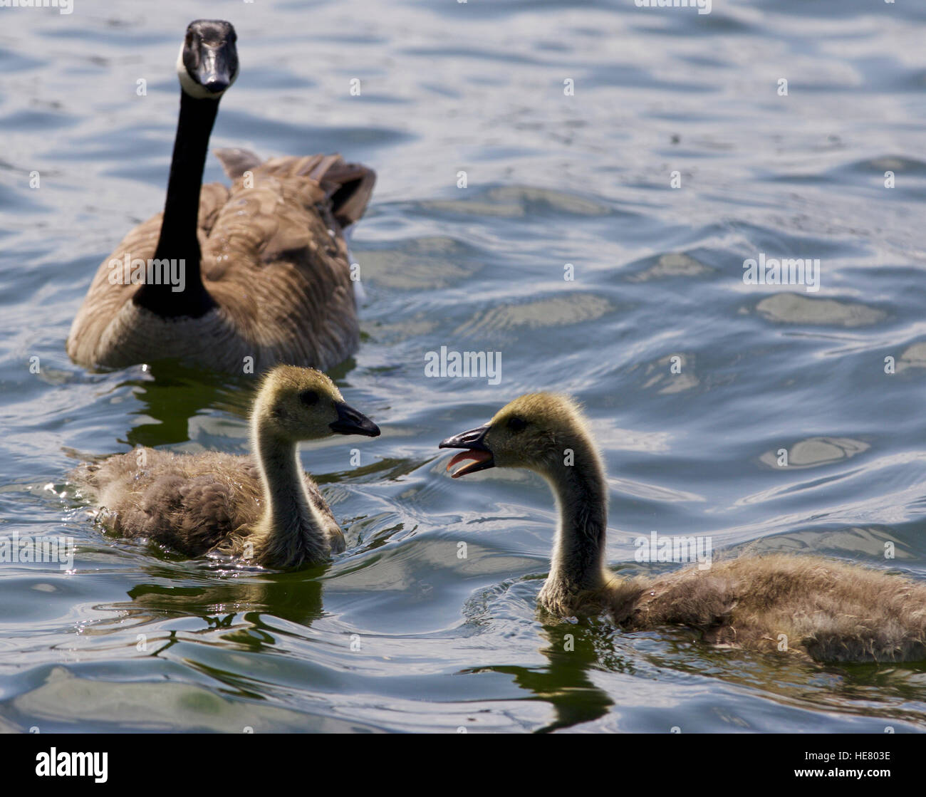 Belle isolé photo de poussins de la bernache du Canada la baignade dans le lac Banque D'Images