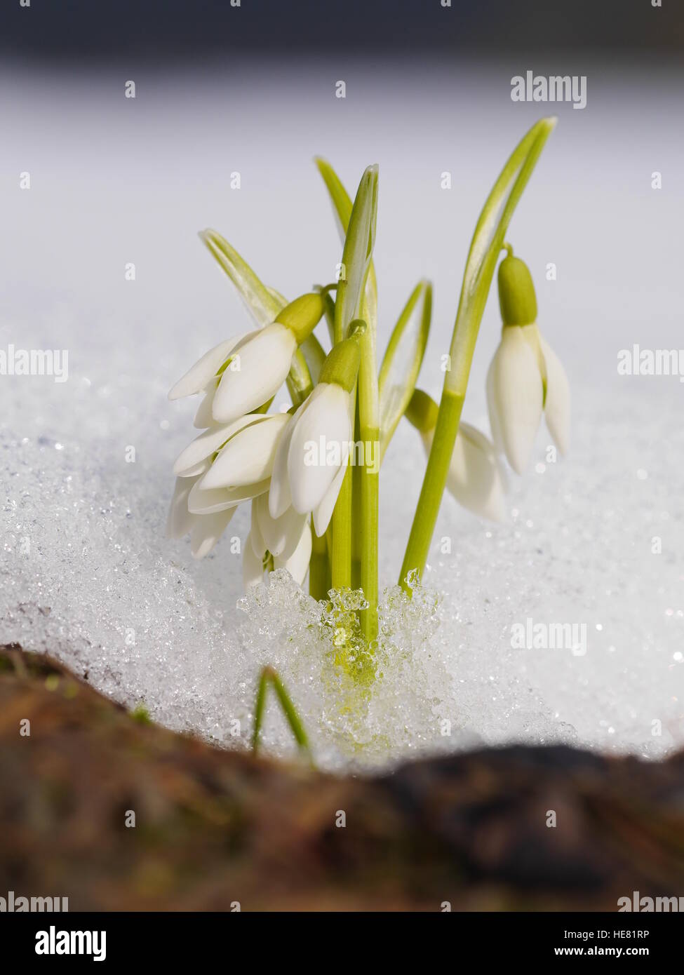 Groupe d'snowdrop flowers growing in snow Banque D'Images
