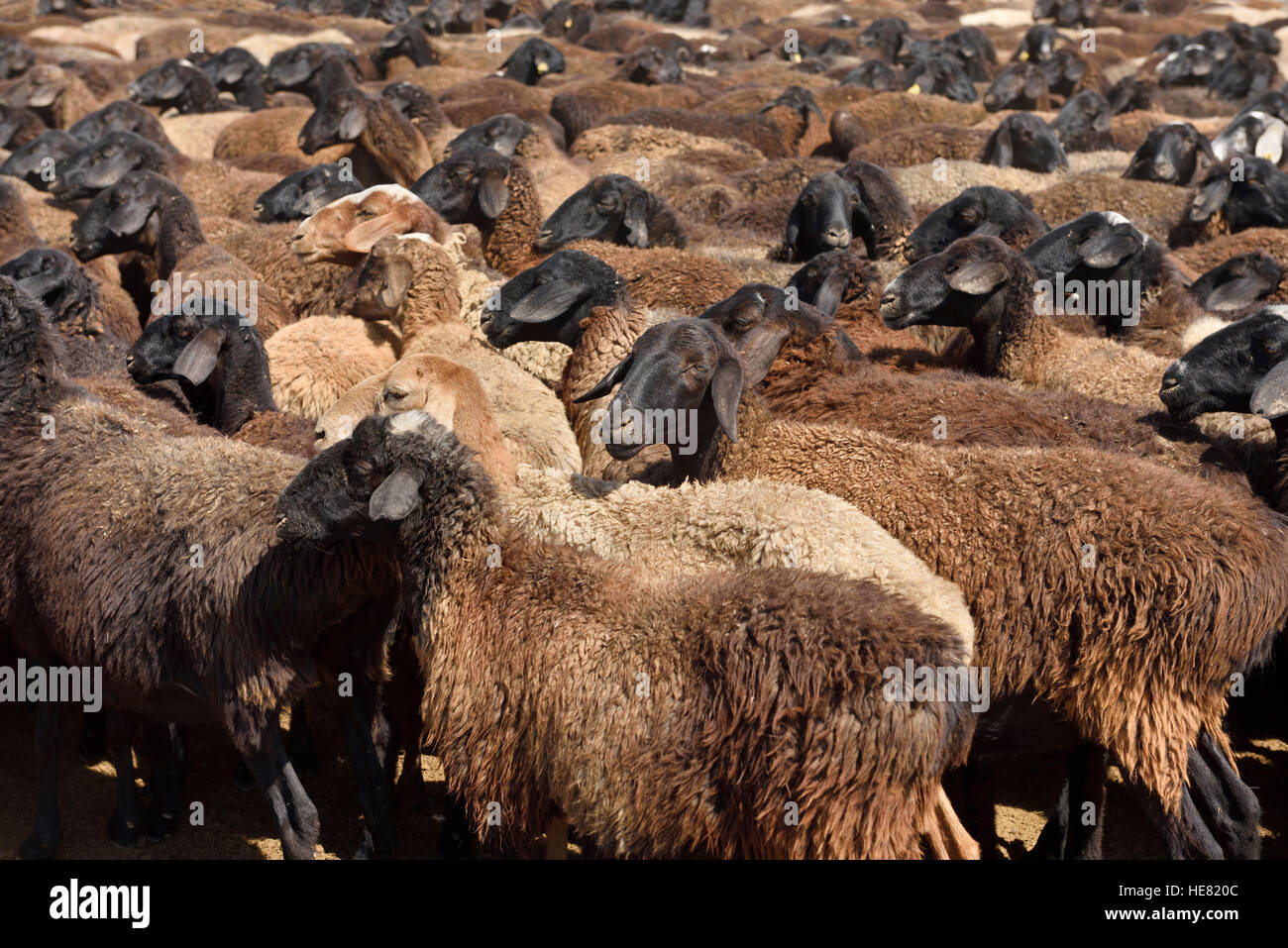 Moutons bruns noirs rassemblés dans un corral sur une ferme près de Shymkent Kazakhstan Banque D'Images