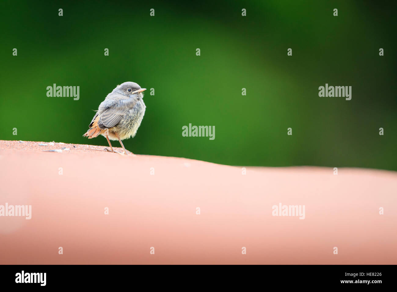 Rougequeue noir (Phoenicurus ochruros) sur un toit. Reit im Winkl. La Haute-bavière. L'Allemagne. Banque D'Images
