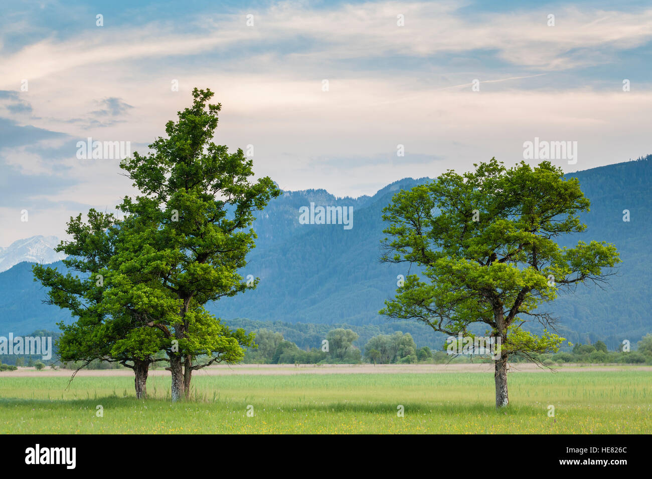 Murnauer Moos sur les arbres de marais, avec les Alpes en arrière-plan. Murnau am Staffelsee. La Haute-bavière. L'Allemagne. Banque D'Images