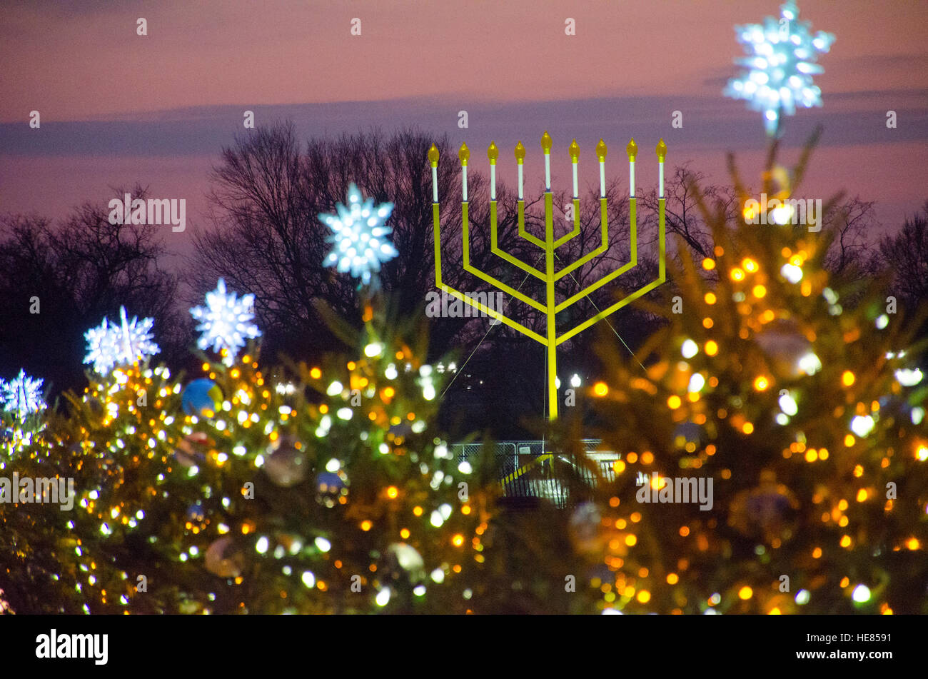 Le Menorah National partage l'Ellipse avec de petits arbres de Noël représentant les membres de l'Union. Banque D'Images