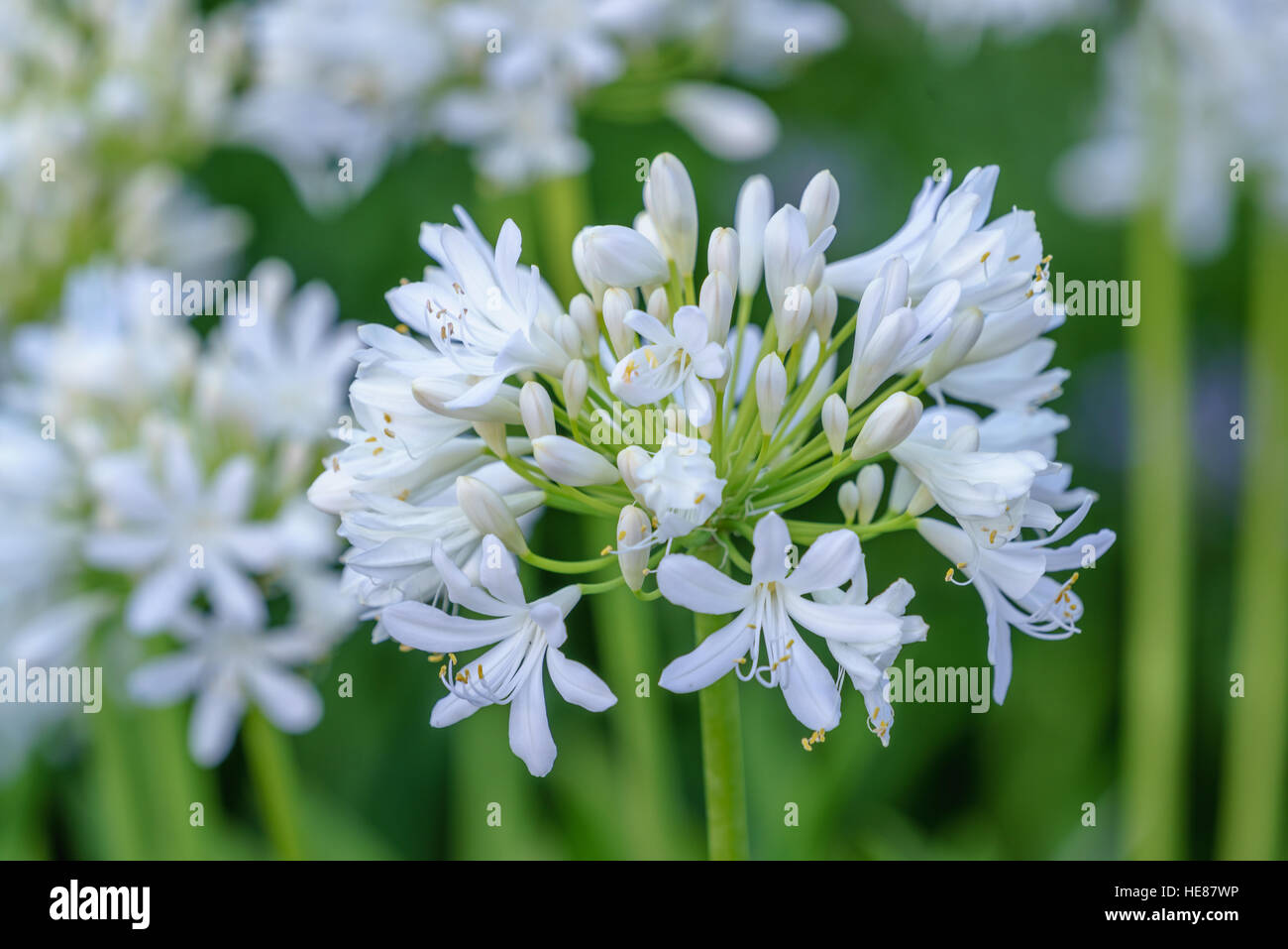 Lily Agapanthus africanus African blue flowers contre un jardin arrière-plan. Blanc et violet fleurs. Banque D'Images