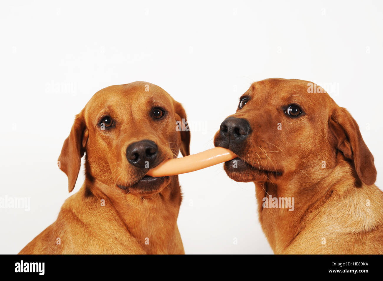 Deux retrievers du Labrador avec de la saucisse dans la bouche Banque D'Images