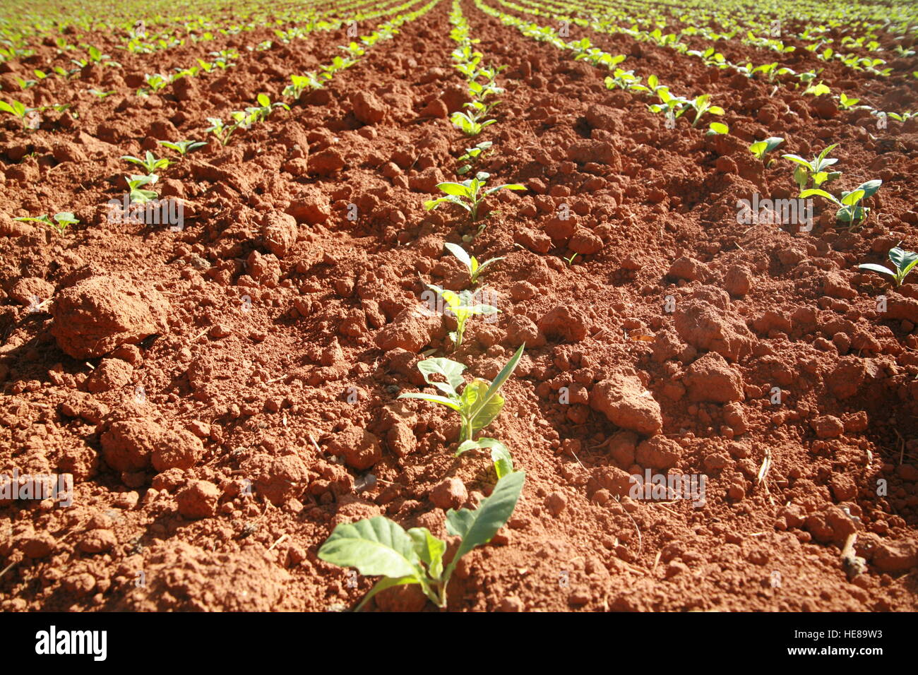 Domaine de jeunes plants de tabac dans la région de Vinales, province de Pinar del Río, Cuba, l'Amérique latine Banque D'Images