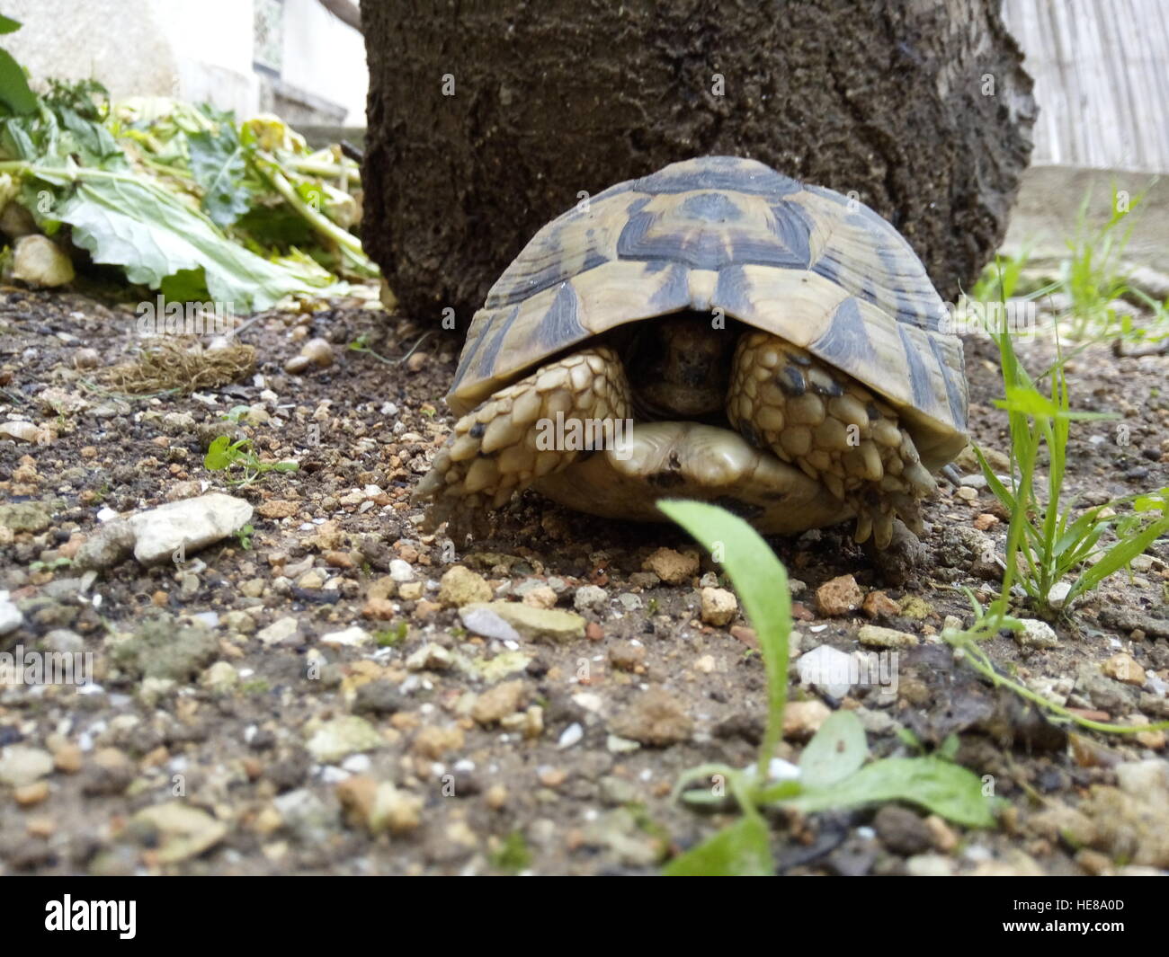 Une tortue couchage Banque D'Images