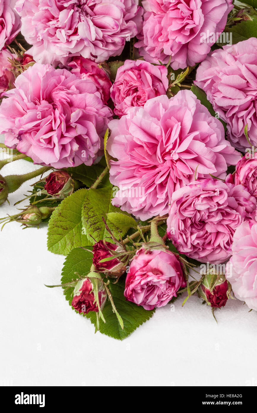 Droit de roses roses isolated on white. Banque D'Images