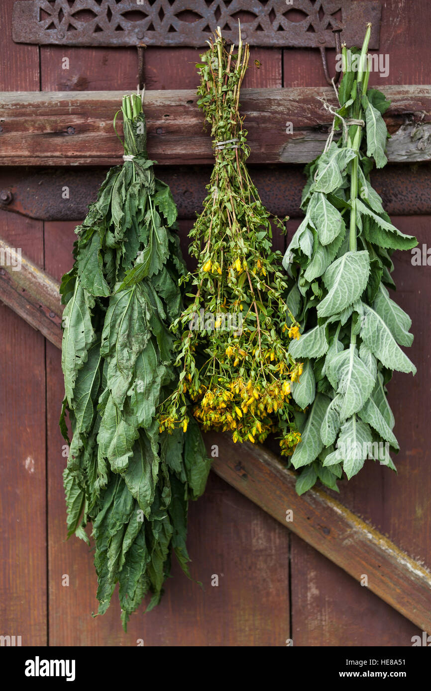 Frais de séchage des herbes médicales - menthe ortie,et le Millepertuis ( Banque D'Images