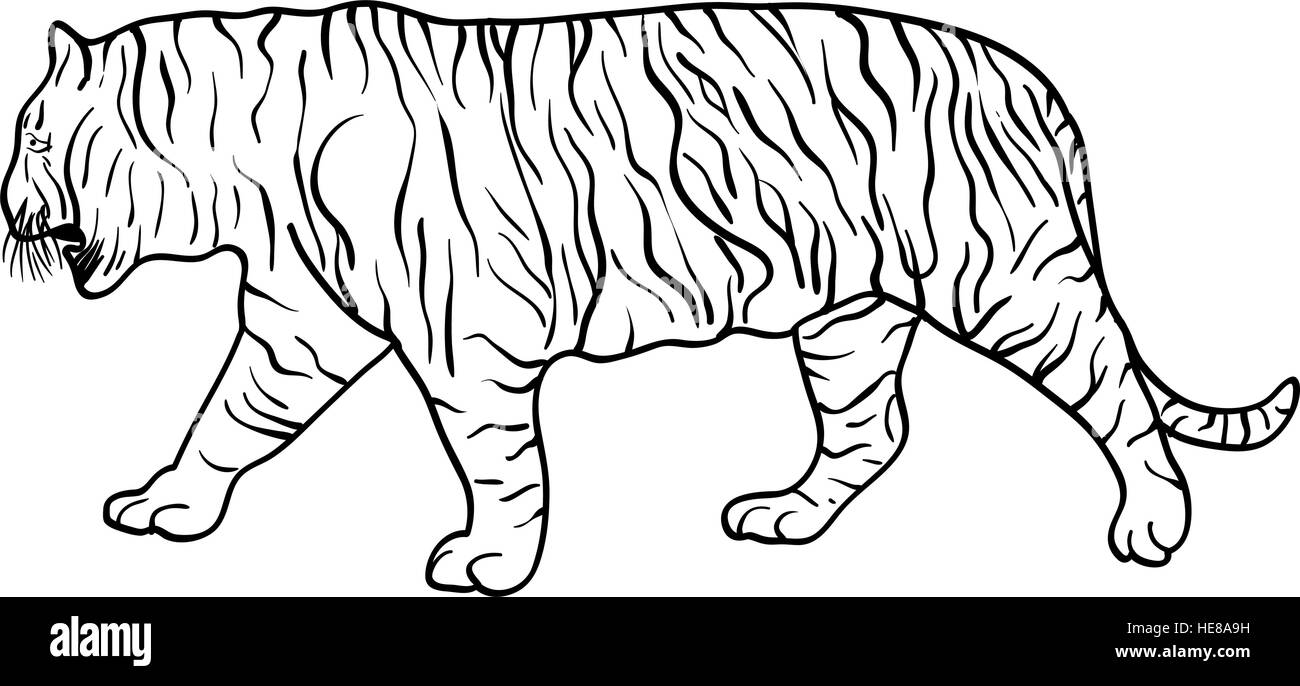 Beau Dessin Tigre Sur Un Fond Blanc Vector Illustration Image Vectorielle Stock Alamy