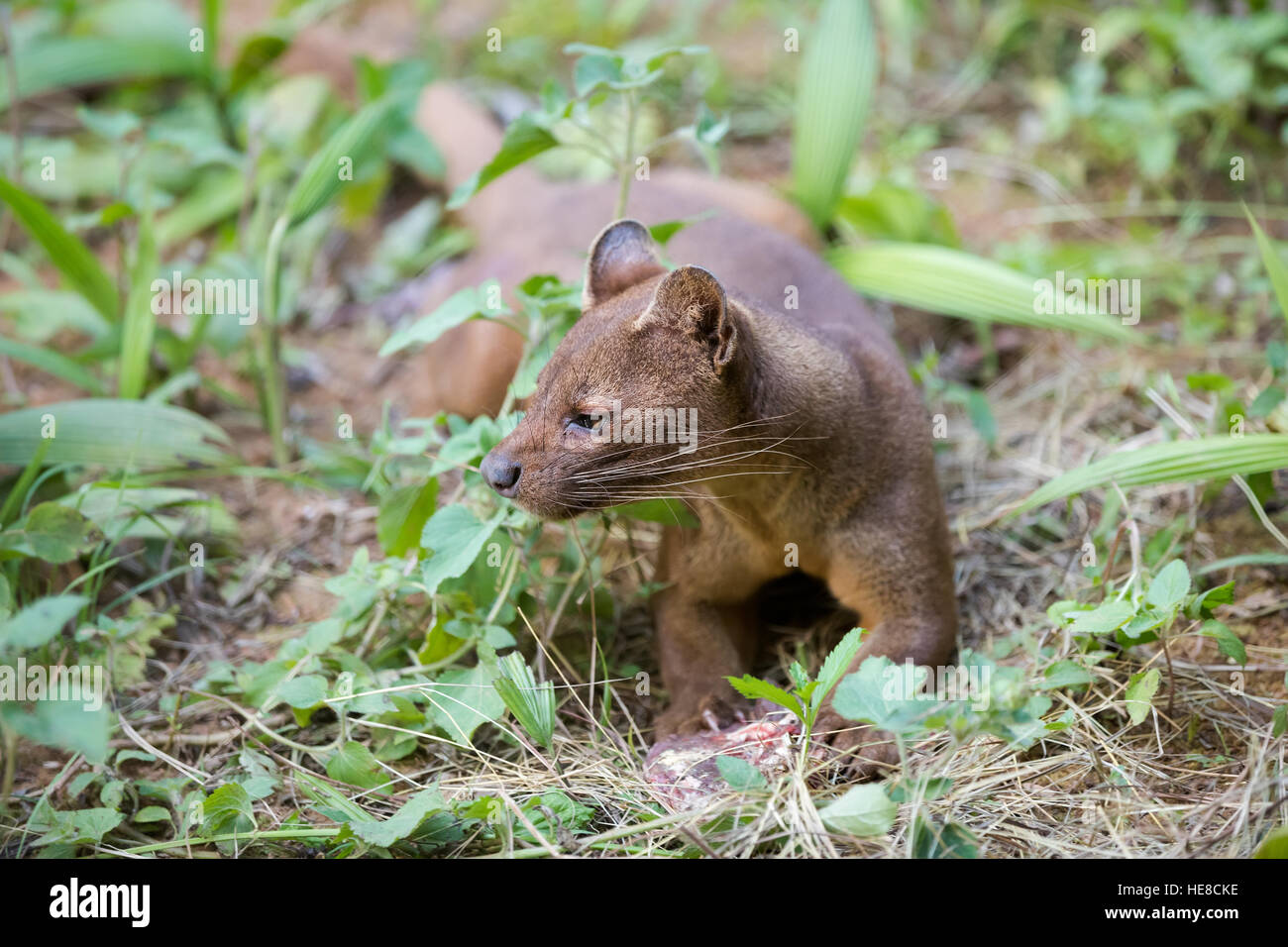 Fossa (Cryptoprocta ferox), félins, mammifère carnivore endémique à Madagascar, Fossa est le plus grand prédateur pour les lémuriens. Vakona Andasibe, Secteur Reserv Banque D'Images