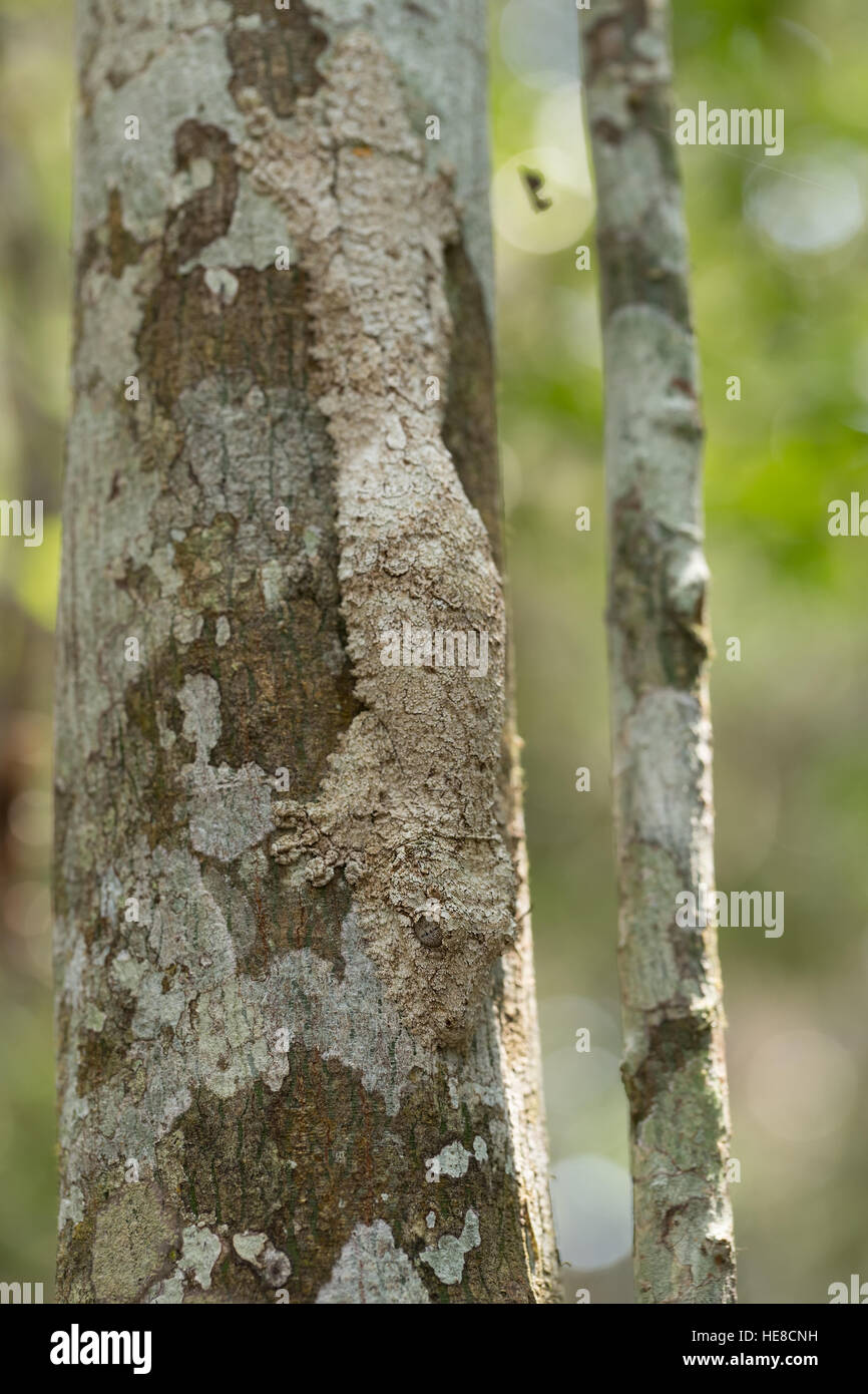 Moussu masqués gecko à queue de feuille, Uroplatus sikorae, espèce de gecko avec la capacité de changer sa couleur de peau pour correspondre à l'écorce des arbres. National Andasibe Banque D'Images