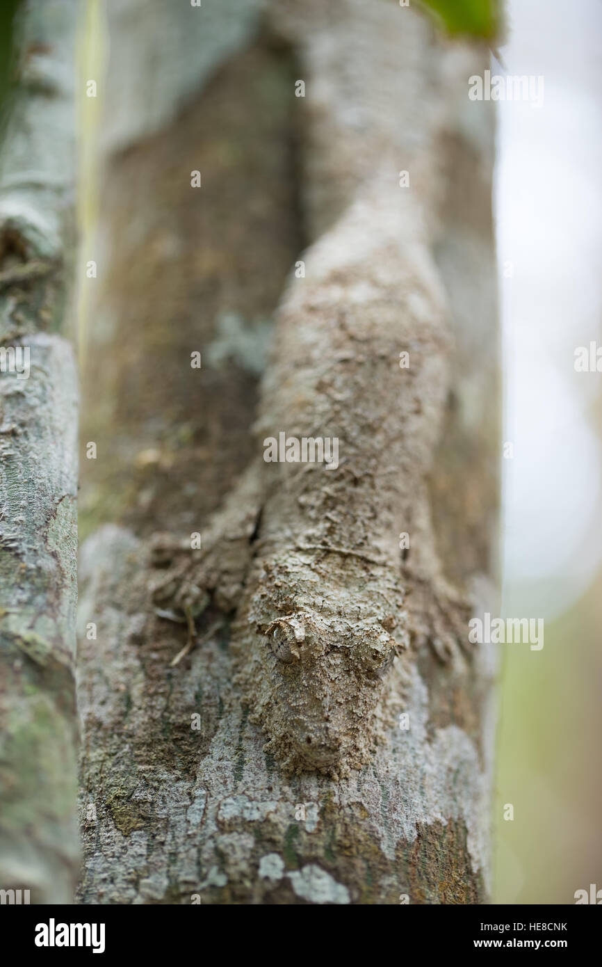Moussu masqués gecko à queue de feuille, Uroplatus sikorae, espèce de gecko avec la capacité de changer sa couleur de peau pour correspondre à l'écorce des arbres. National Andasibe Banque D'Images