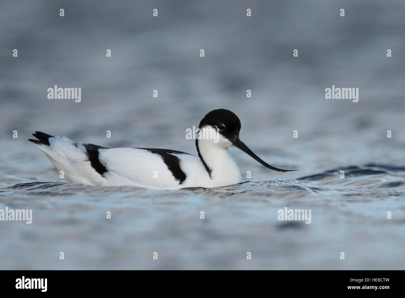 Avocette élégante Recurvirostra avosetta / Saebelschnaebler ( ), natation / reposant sur l'eau libre, typique des oiseaux échassiers en mer des wadden. Banque D'Images