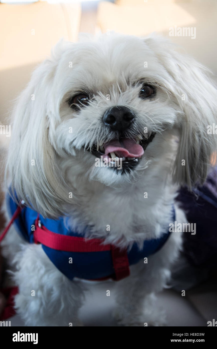 Chien blanc poilu Smiling Out Maltese Banque D'Images