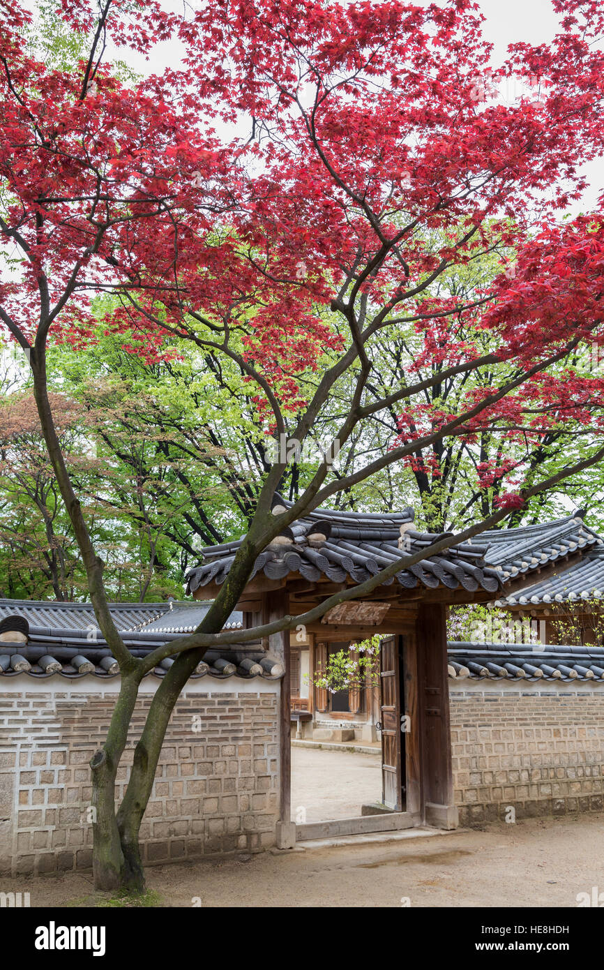 Le rouge et le vert les feuilles des arbres et une porte à un mur de pierre au Palais Changdeokgung à Séoul, Corée du Sud. Banque D'Images Le rouge et le vert les feuilles des arbres et une porte à un mur de pierre au Palais Changdeokgung à Séoul, Corée du Sud. Banque D'Images