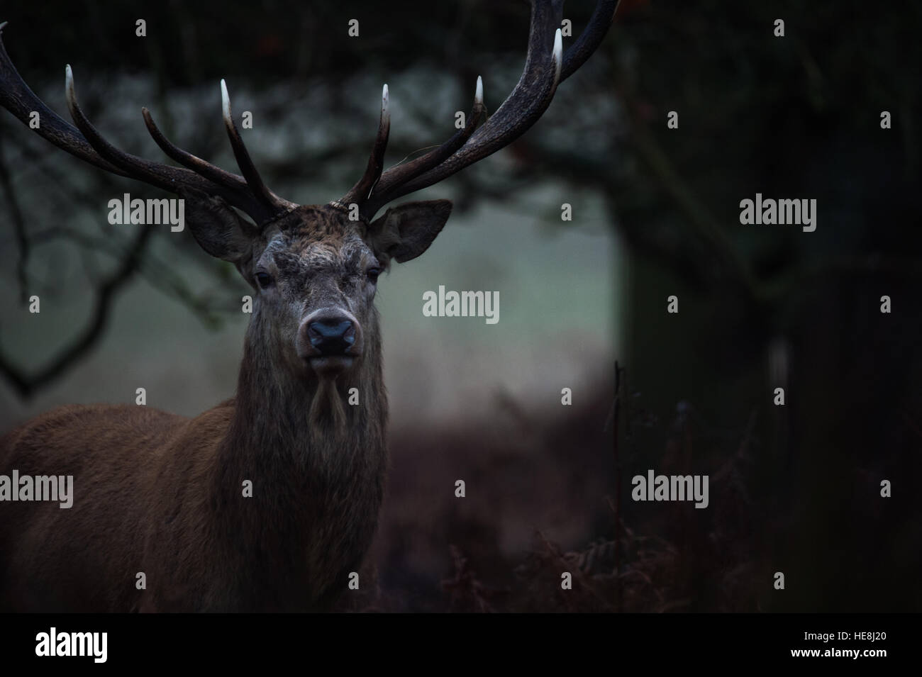 Red Deer à Richmond Park, Londres, Angleterre Banque D'Images