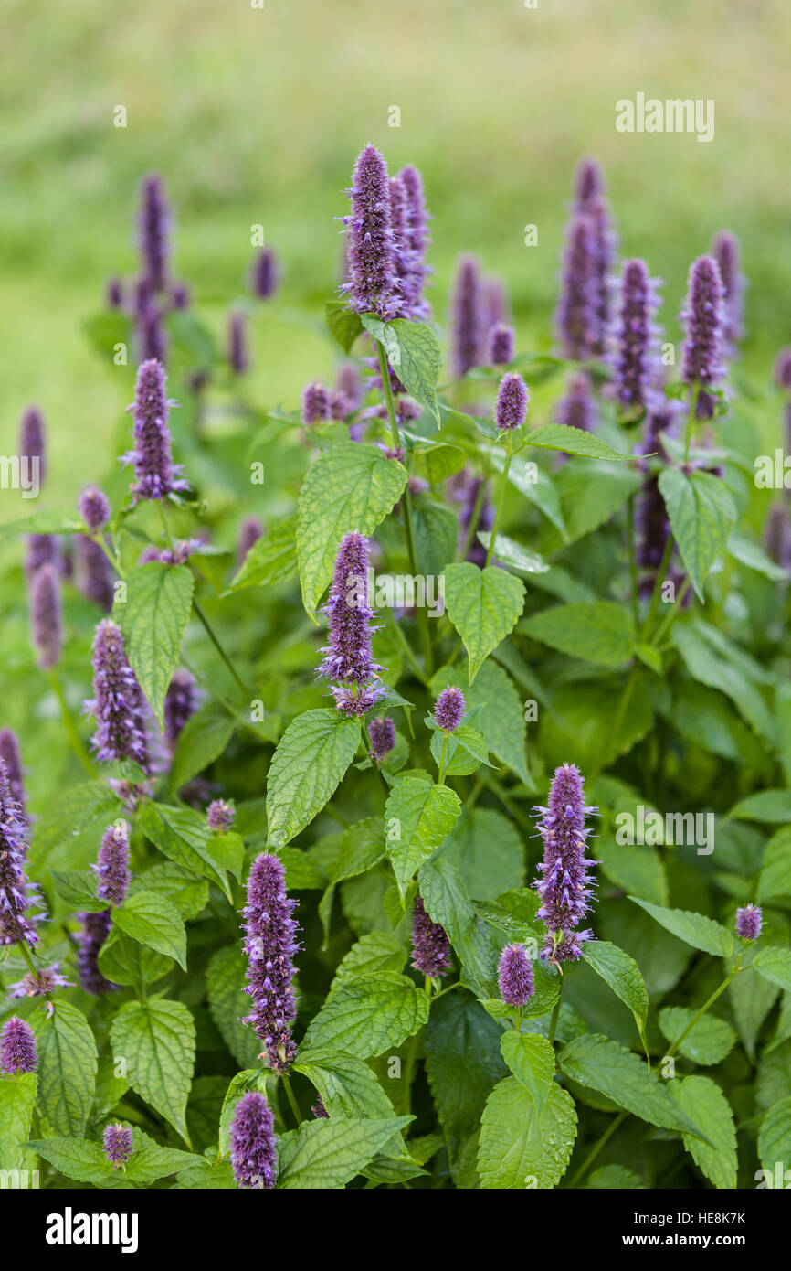 Image de l'Anis hysope géante (Agastache foeniculum) dans un jardin d'été Banque D'Images