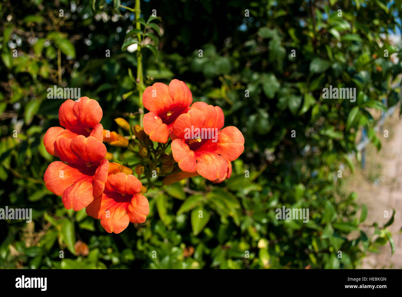 Les fleurs rouges sur l'arbre vert Banque D'Images