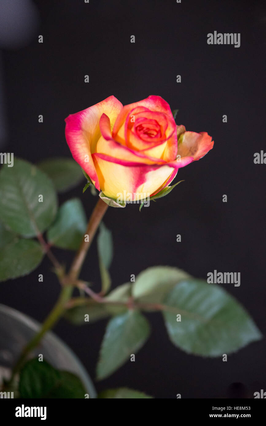 Close up of single rose Banque D'Images