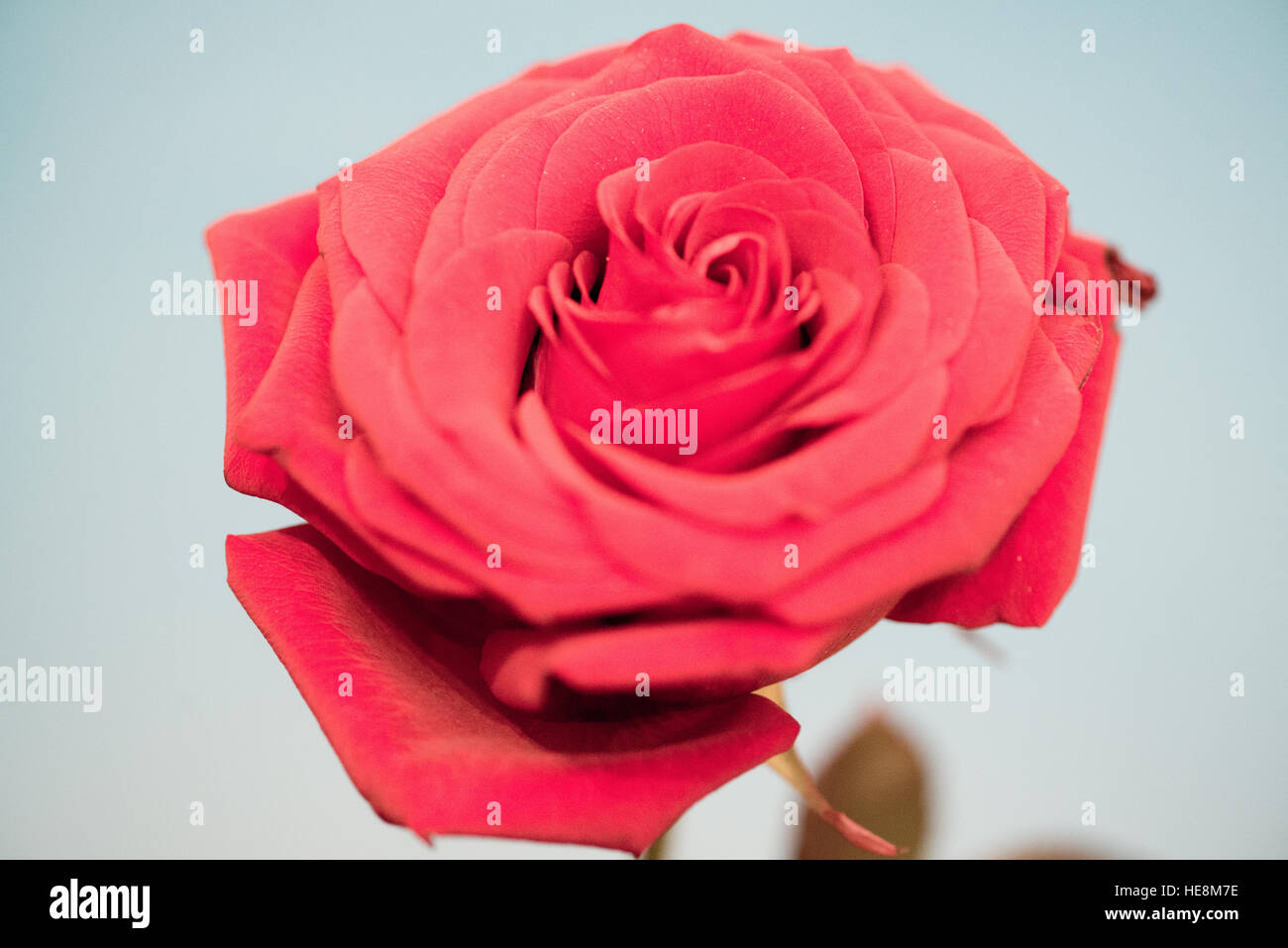 Close up of single rose Banque D'Images