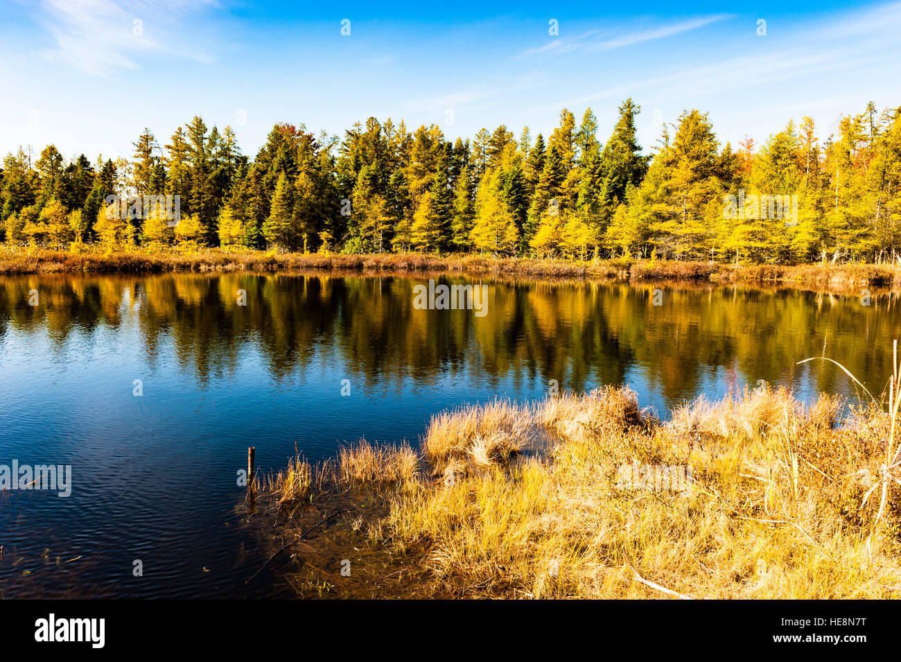 Nature, petit lac avec des pins reflétés dans l'eau à l'automne à Sifton Bog, une zone naturelle de conservation à London, Ontario, Canada. Banque D'Images