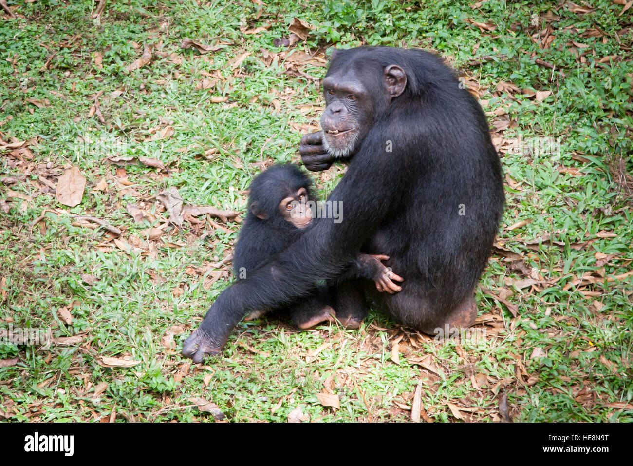 Chimpanzé Et Son Bébé Figurine