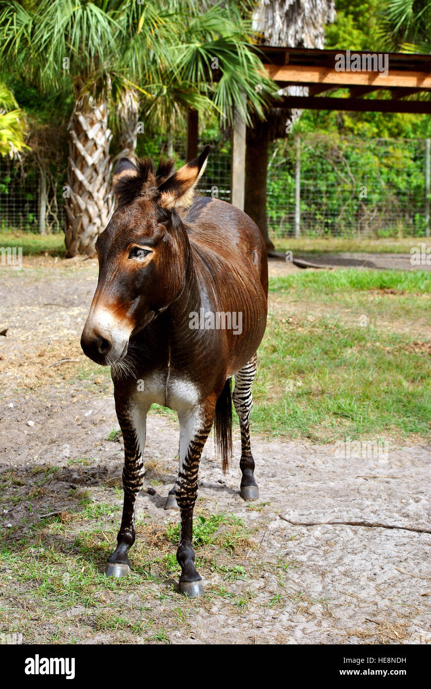Zebroid un croisement entre un zèbre et un âne Banque D'Images