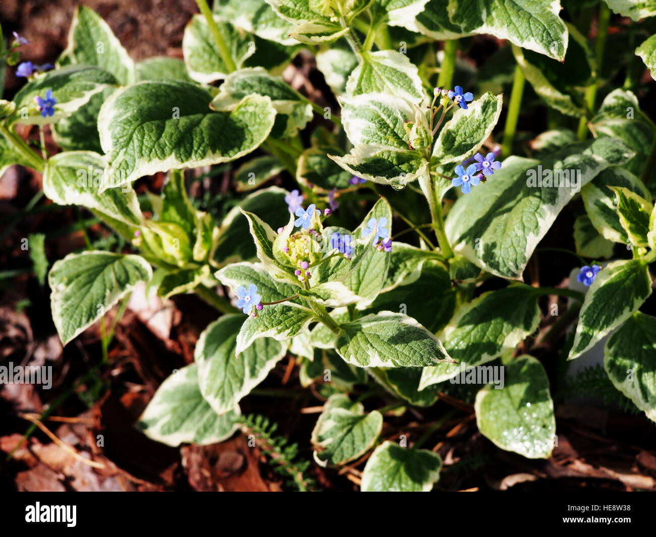 Brunnera macrophylla 'Variegata' Vipérine commune de Sibérie Banque D'Images