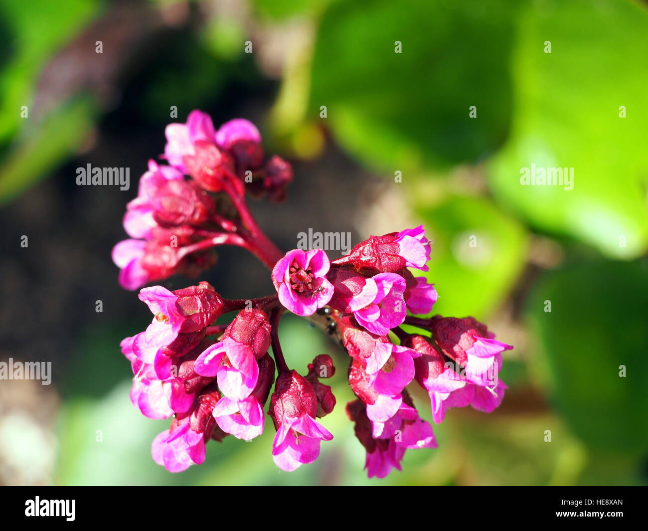 Fleurs rose vif de Parthenocissus tricuspidata - libre Banque D'Images