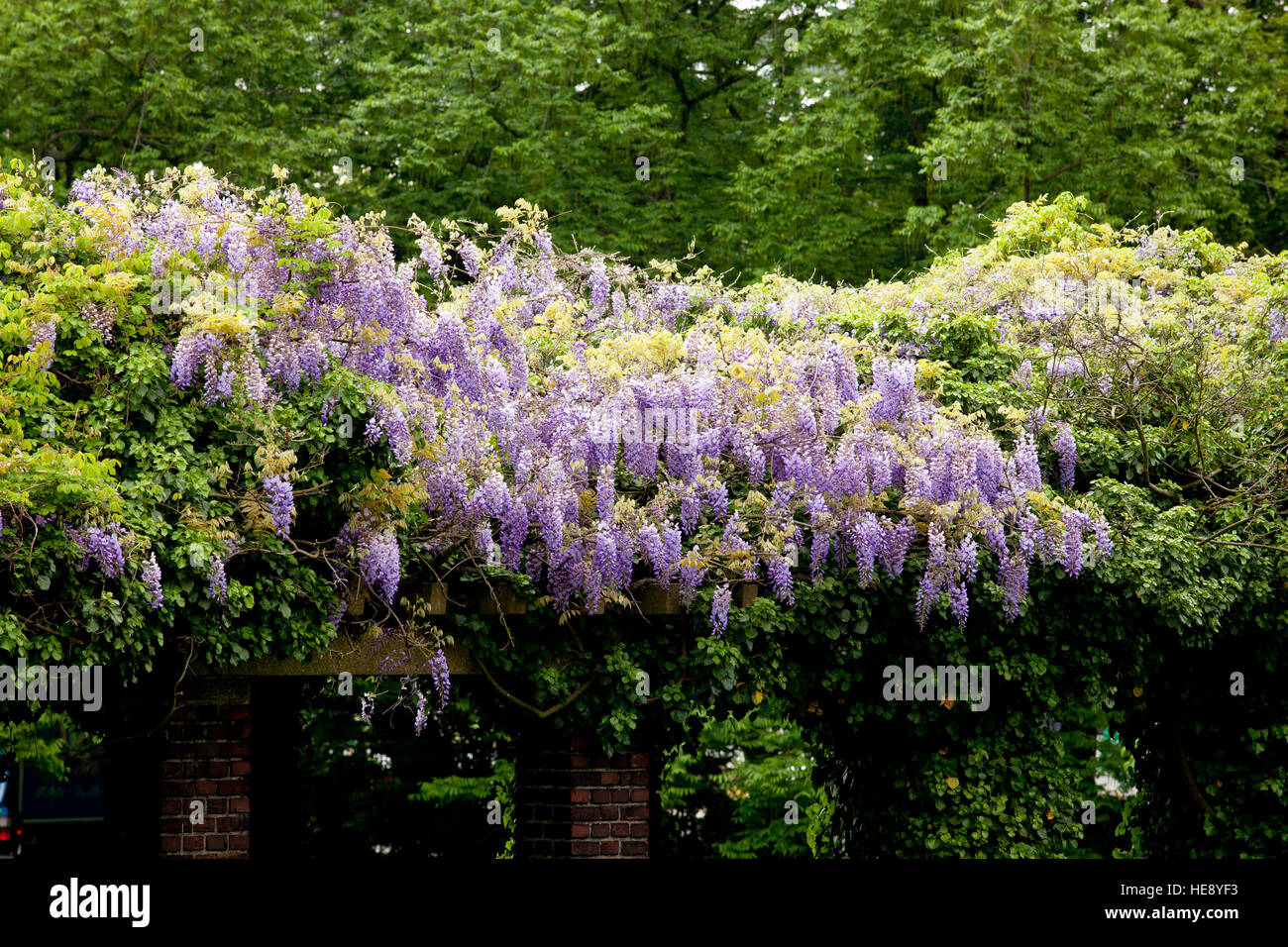 Allemagne, Cologne, la floraison des glycines (lat. La glycine de Chine) à l'Friedenspark. Banque D'Images