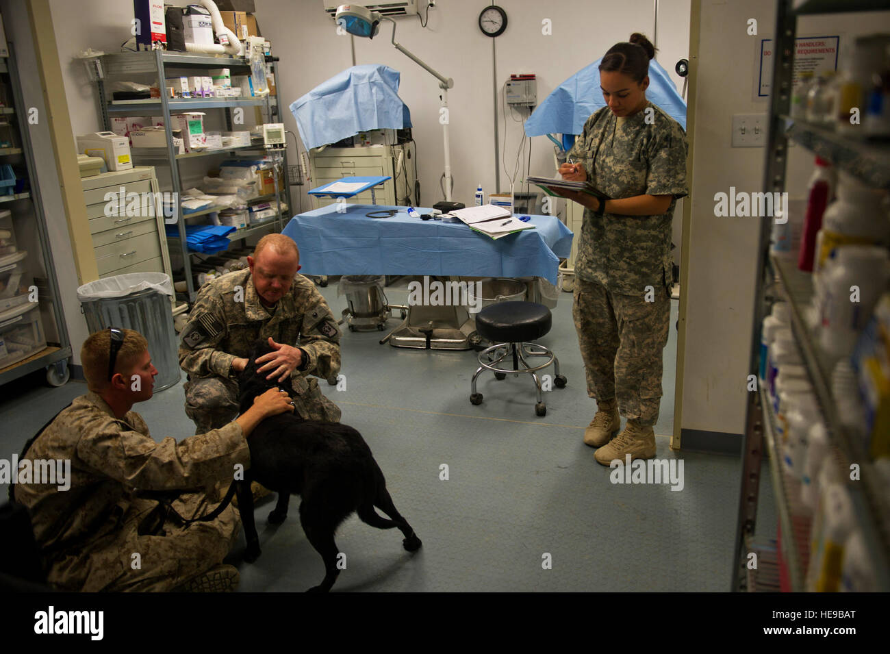 Le capitaine de l'armée James Burroughs, 358e Détachement médical Services vétérinaires, examine un chien de travail militaire du Corps des Marines au Camp Sapadalure clinique vétérinaire, l'Afghanistan, lors d'un contrôle physique de routine des chiens sur le camp. La clinique vétérinaire est responsable de fournir des soins médicaux pour tous les MWDs sur le camp. Le sergent-chef. Adrian Cadix)(1992) Banque D'Images