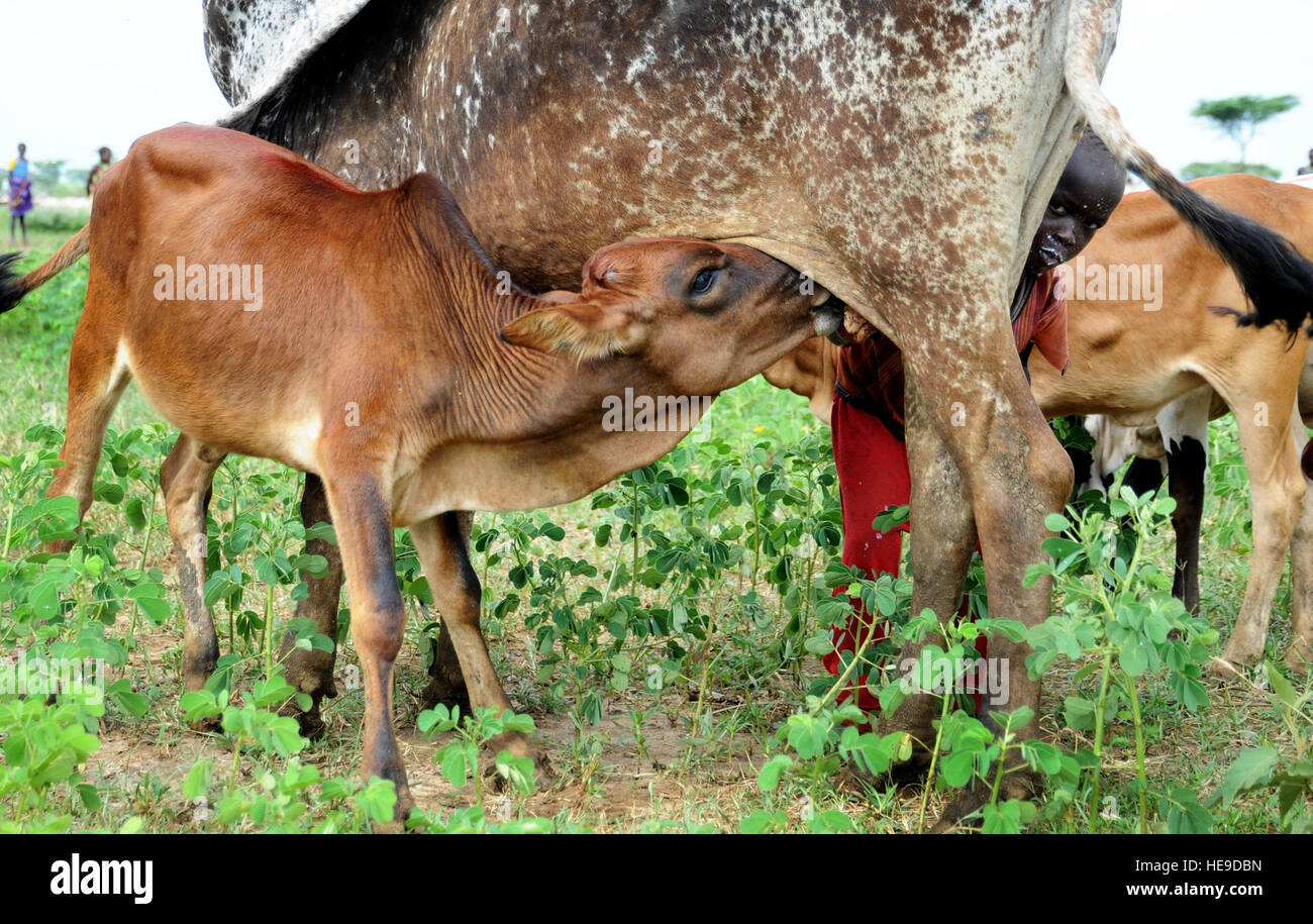 110610-F-XM360-123 NABILATUK, Ouganda - un jeune garçon du village de pairs derrière une génisse tout en tirant parti des possibilités du lait disponible en 402ème servicemembers affecté à un bataillon d'affaires civiles de l'équipe de spécialité fonctionnelle mener un projet d'action civique vétérinaires (VETCAP) 10 juin dans le village rural de Nabilatuk. Les soldats de l'armée américaine attaché à Combined Joint Task Force-Horn of Africa, avec les élèves et 31 vétérinaire ougandais des travailleurs communautaires en santé animale, fait équipe pour traiter plus de 30 000 animaux au cours du VETCAP. Le sergent-chef. Dawn M. :) Banque D'Images