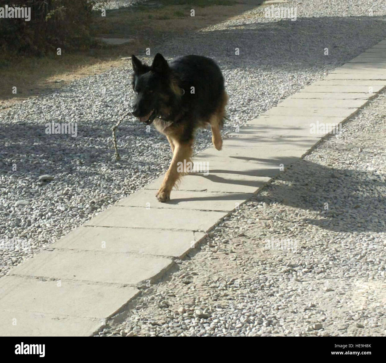 Composé de Kaboul, Afghanistan -- Dax, un chien de travail militaire,  recherche l'arrière d'un véhicule ici. Dax et son maître, le sergent-chef.  David Yepsen, sont la seule équipe canine de la Force