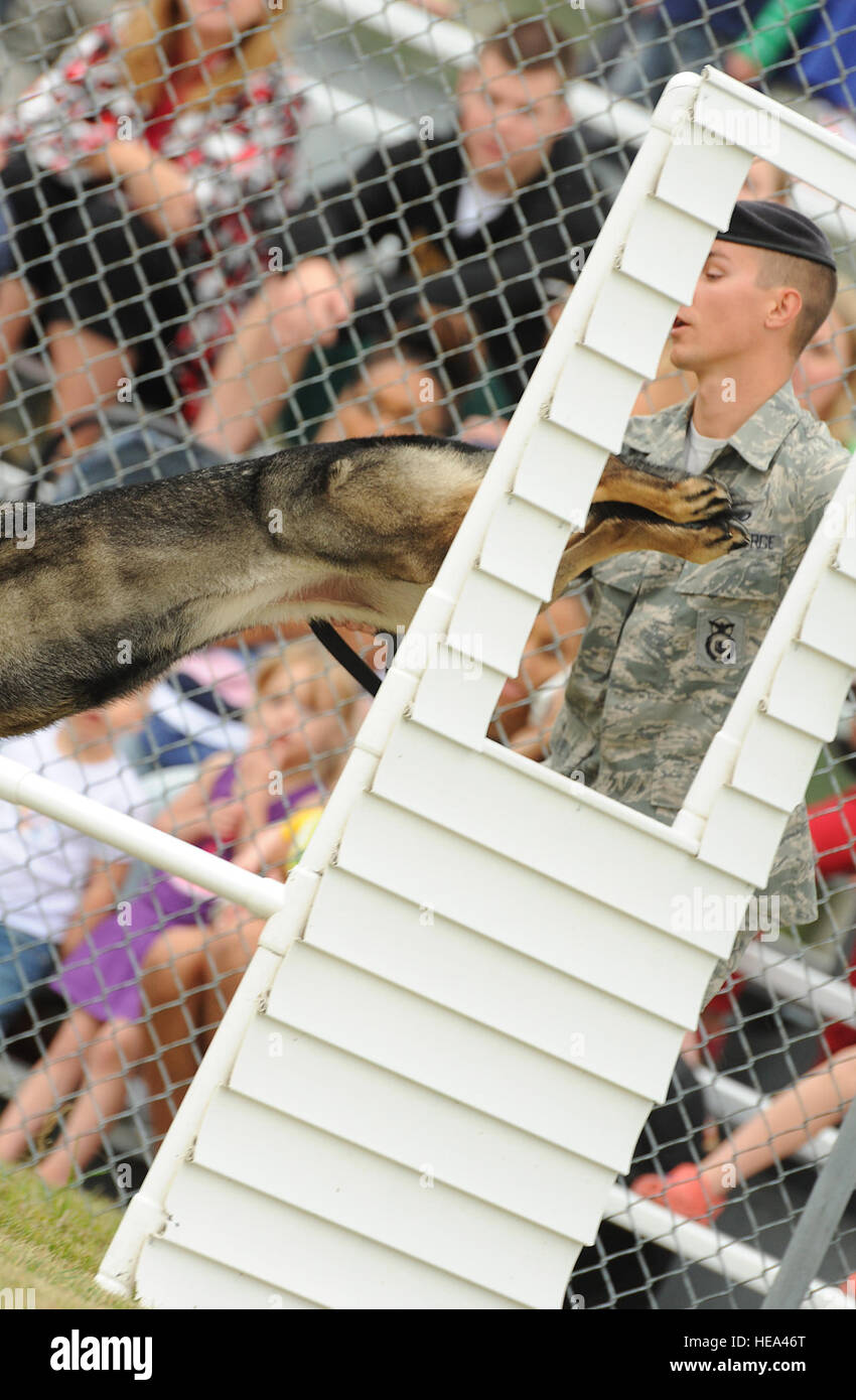 Le s.. Christopher Averill, 5e Escadron des Forces de sécurité de chien de travail militaire, demande à ses 5 ans, Berger Allemand Kety, de sauter à travers une fenêtre au cours de l'obstacle du Dakota 2013 Agent de la paix Association K-9 Essais de Police à Minot Air Force Base, N.D., 14 août 2013. Le parcours a été conçu pour tester la force, l'endurance et de connaissances médicales de base de militaires et de civils à partir du K-9 à travers l'état. Il a également servi comme un moyen pour eux de se réunir et de mettre en valeur leurs compétences en tant qu'équipe en amical, mais l'environnement concurrentiel. Banque D'Images