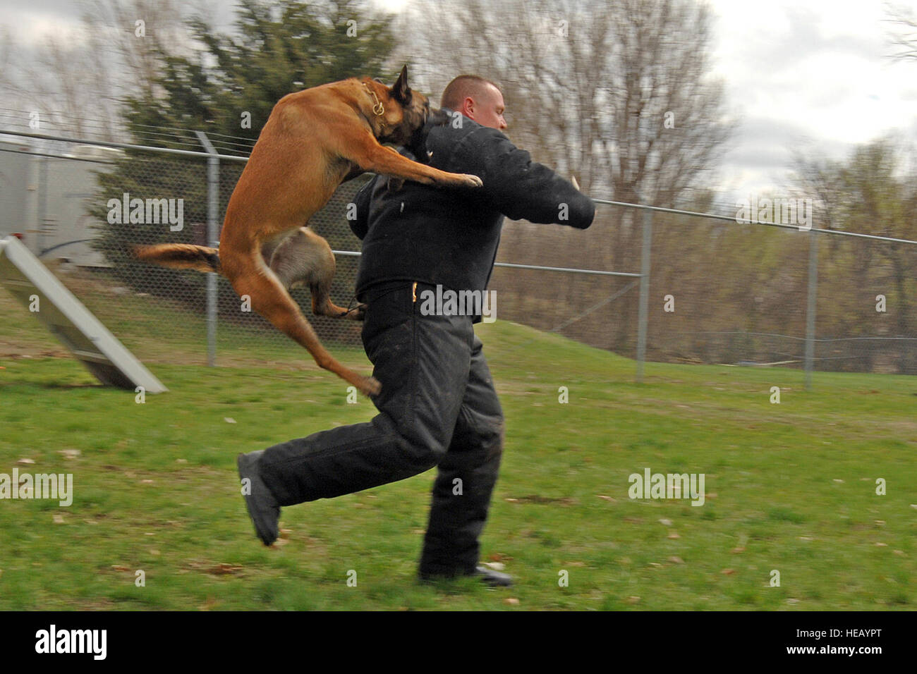 Bellevue Jim Bartley, sauta sur obtient par Leda, un chien de police Lavista, lors d'une routine d'une formation conjointe avec les gestionnaires d'Offutt et militaires des chiens de travail sur 10 Apirl 2007. ( Josh Plueger) Banque D'Images