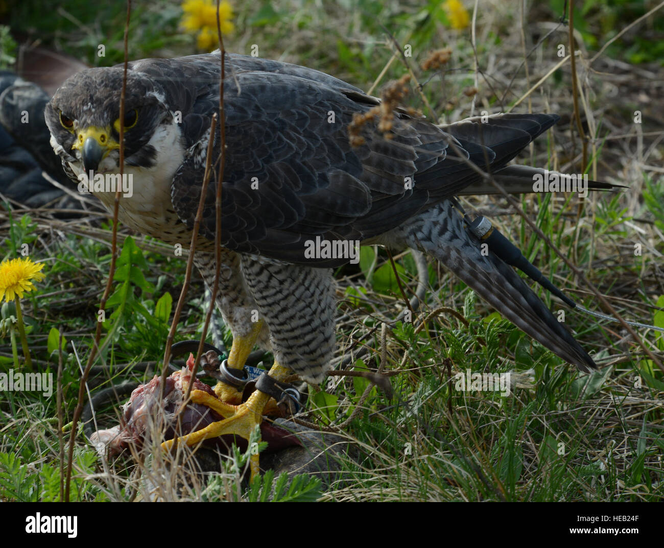 Un Faucon pèlerin de la 86e Escadre de transport aérien Bureau de la sécurité des vols des aéronefs d'oiseaux programme risque de grève mange sa récompense après la plongée pour attraper la viande hors de l'air comme une partie de l'Falconer Spectacle présenté pour la Journée de la Terre, le 16 avril 2015, à la base aérienne de Ramstein, en Allemagne. Le spectacle a été réalisé pour les élèves de sixième année de l'école intermédiaire de Ramstein. Navigant de première classe Tryphena Mayhugh) Banque D'Images