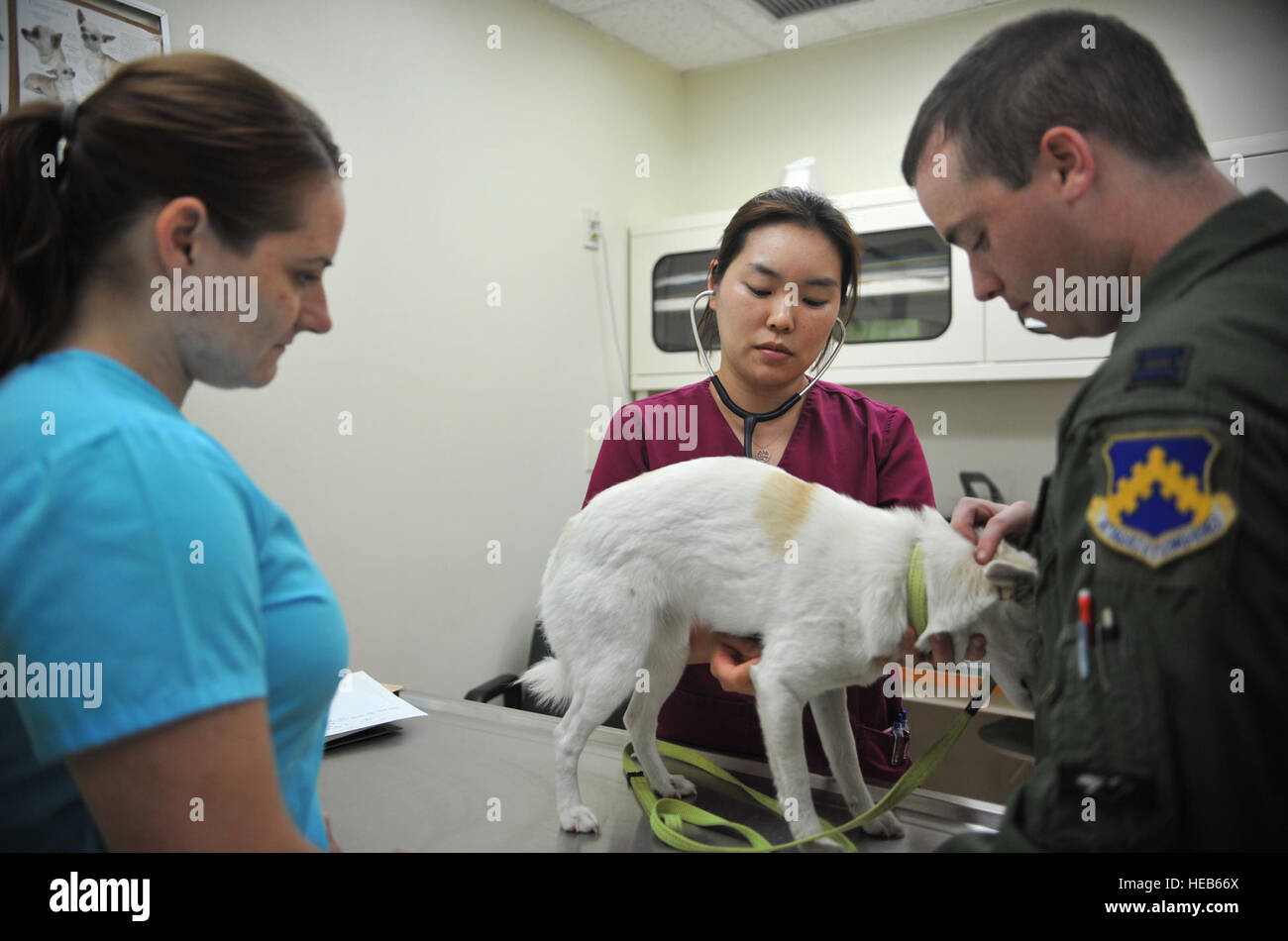 Le Dr Kim, Kyongmi 106e Détachement médical vétérinaire, écoute le battement de coeur de J.D., un mélange de Jindo, lors d'un outprocessing rendez-vous à l'installation de traitement vétérinaire sur Osan Air Base, République de Corée, le 2 juin 2014. Le Capitaine Ryan Mendenhall, 80e Escadron de chasse F-16 Fighting Falcon pilote, mis une puce pour J.D. et la vaccination contre la rage dans le cadre de son changement permanent de la station à partir de Kunsan AB, ROK, à Spangdahlem AB, Allemagne. Navigant de première classe Ashley J. Thum) Banque D'Images